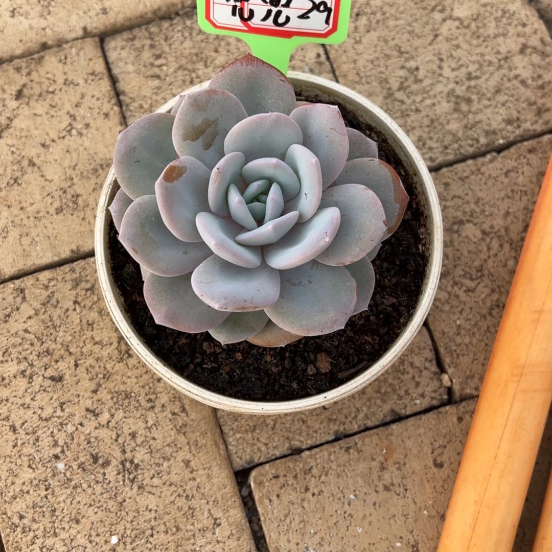 兜***妈兜兜29。