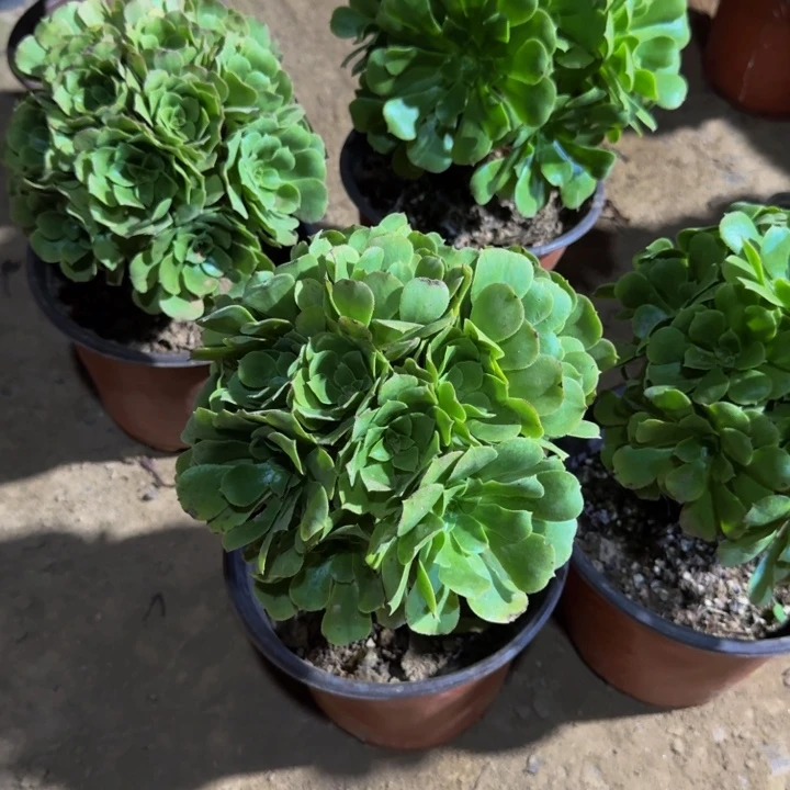 绿玫瑰掐心9.9。