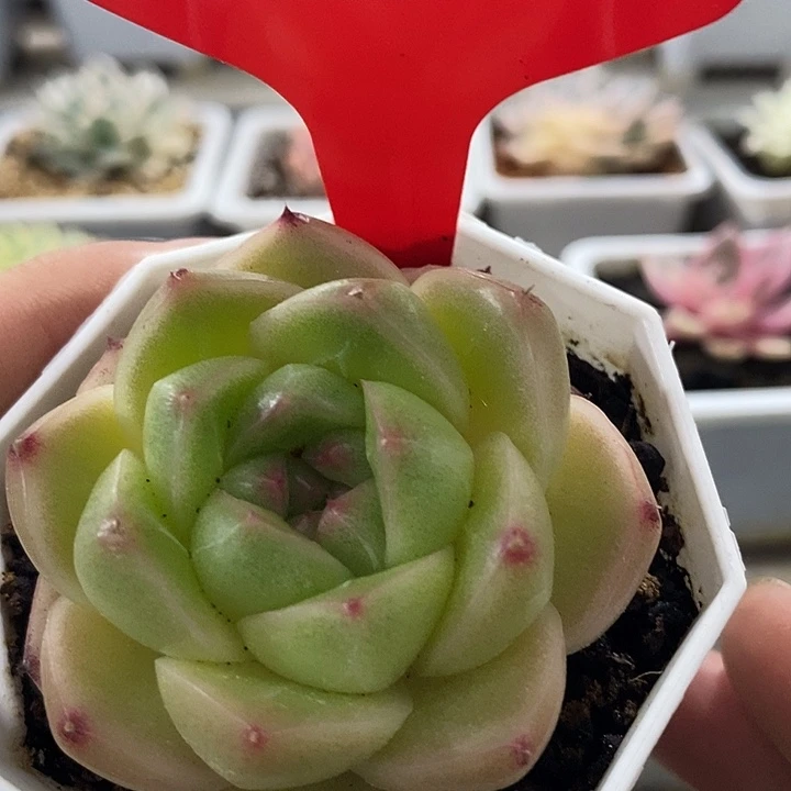 无花朵2049号m100