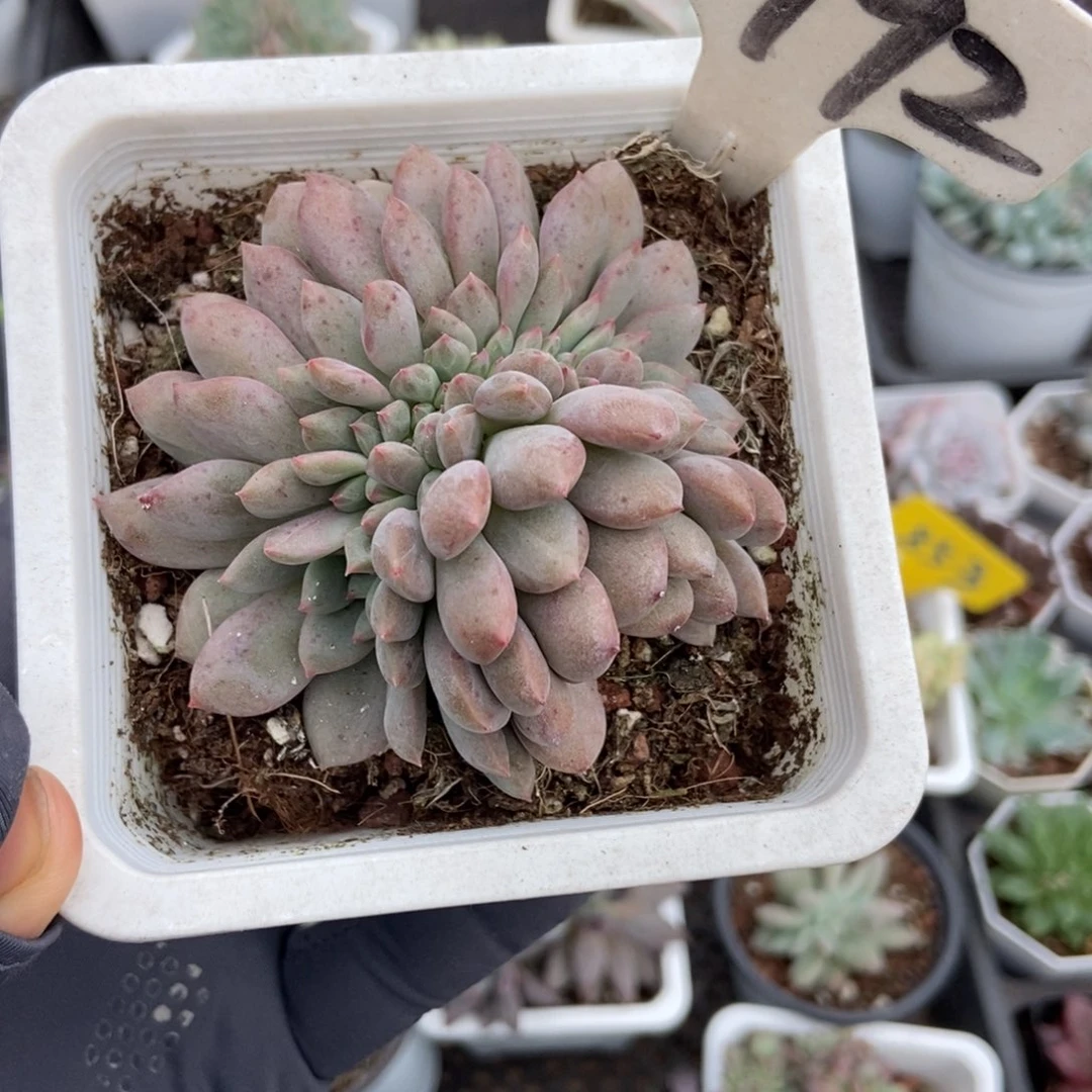 1992凌雪缀多肉植物