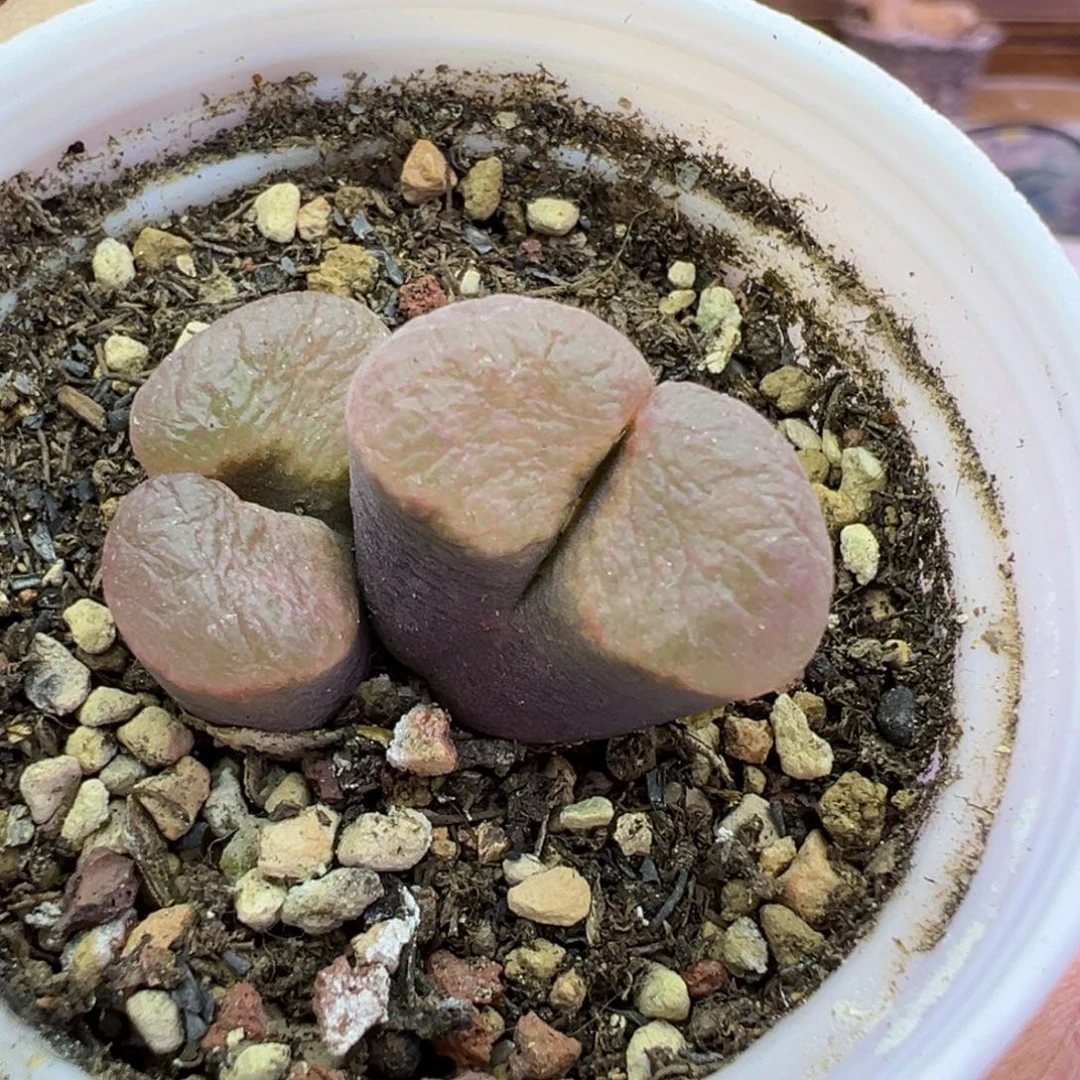 59号磁铁福利特特特