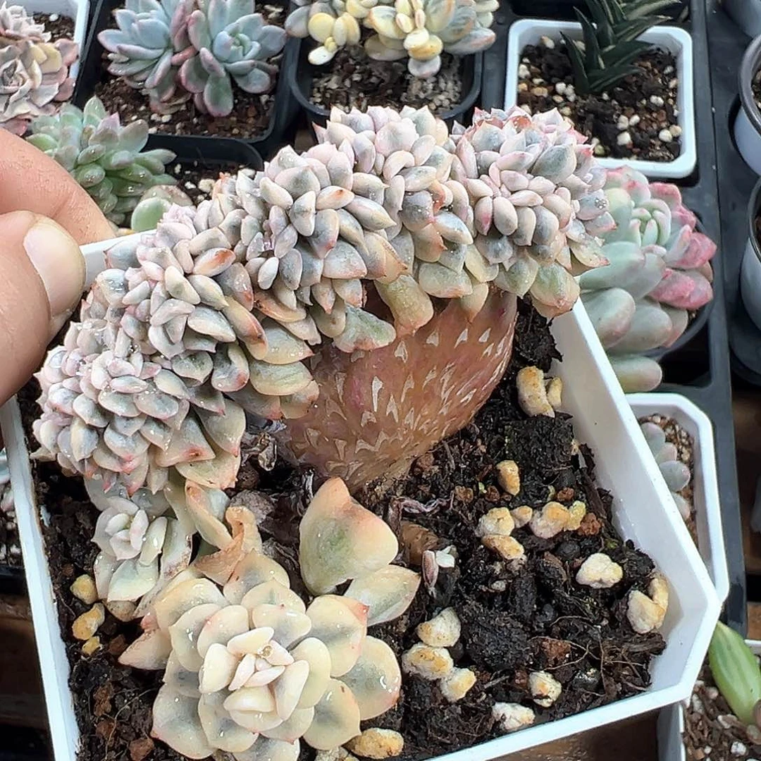 雪精灵锦 小方花圃一物一拍