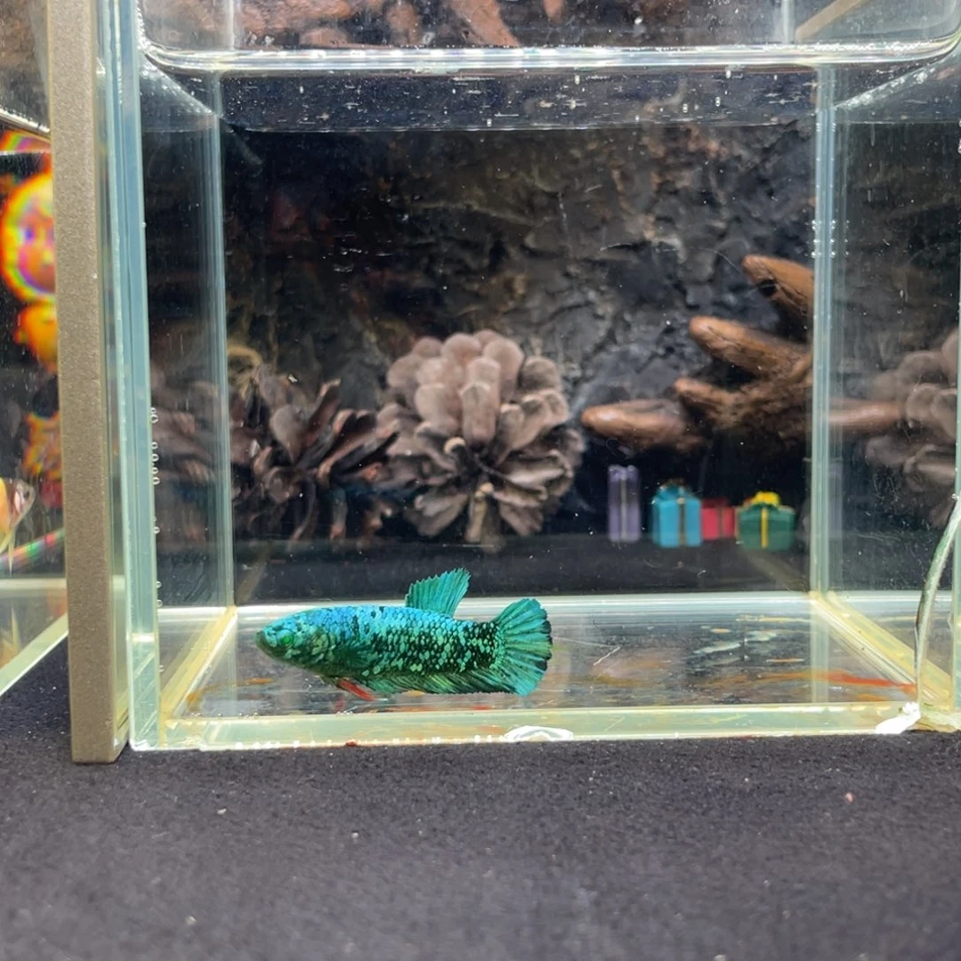 斗鱼鱼次元一月三日竞价