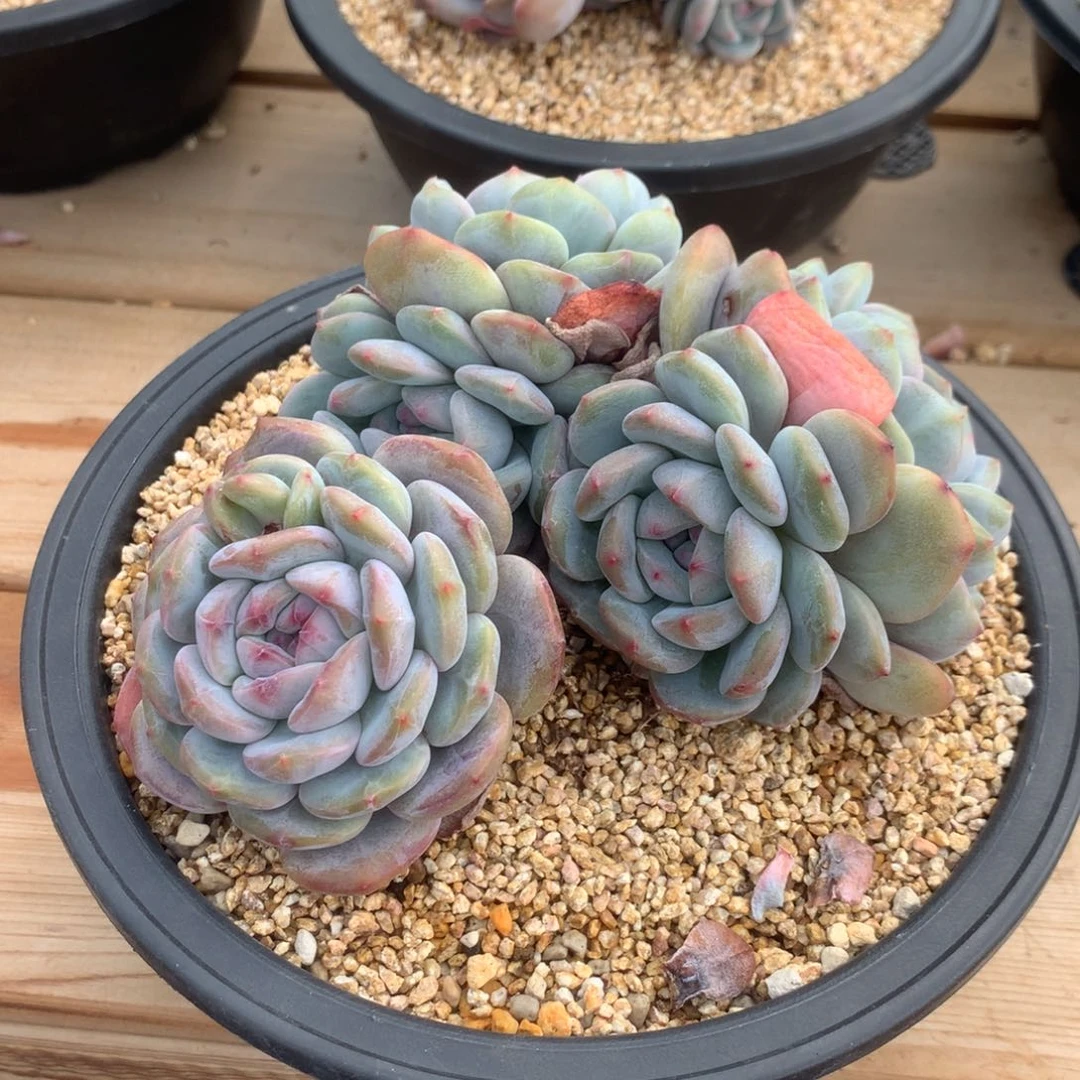 *️****突尼斯发货多肉