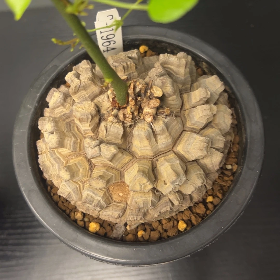 精品盆栽养定龟甲龙1964号