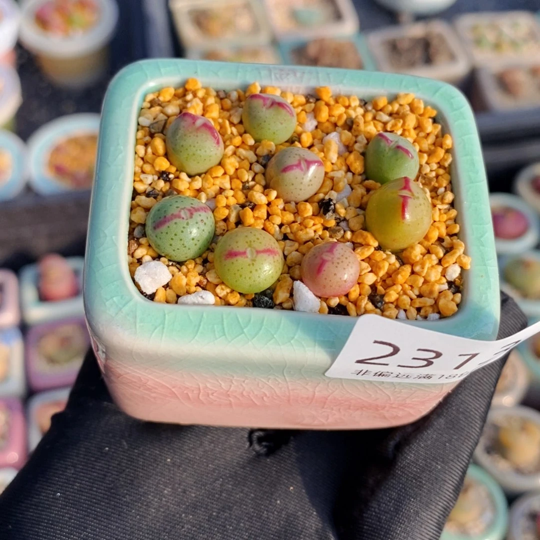 2313-一物一拍 带盆