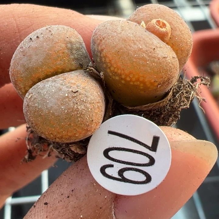 709好111111111111111