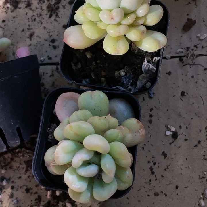 比尔盖茨3.8带盆