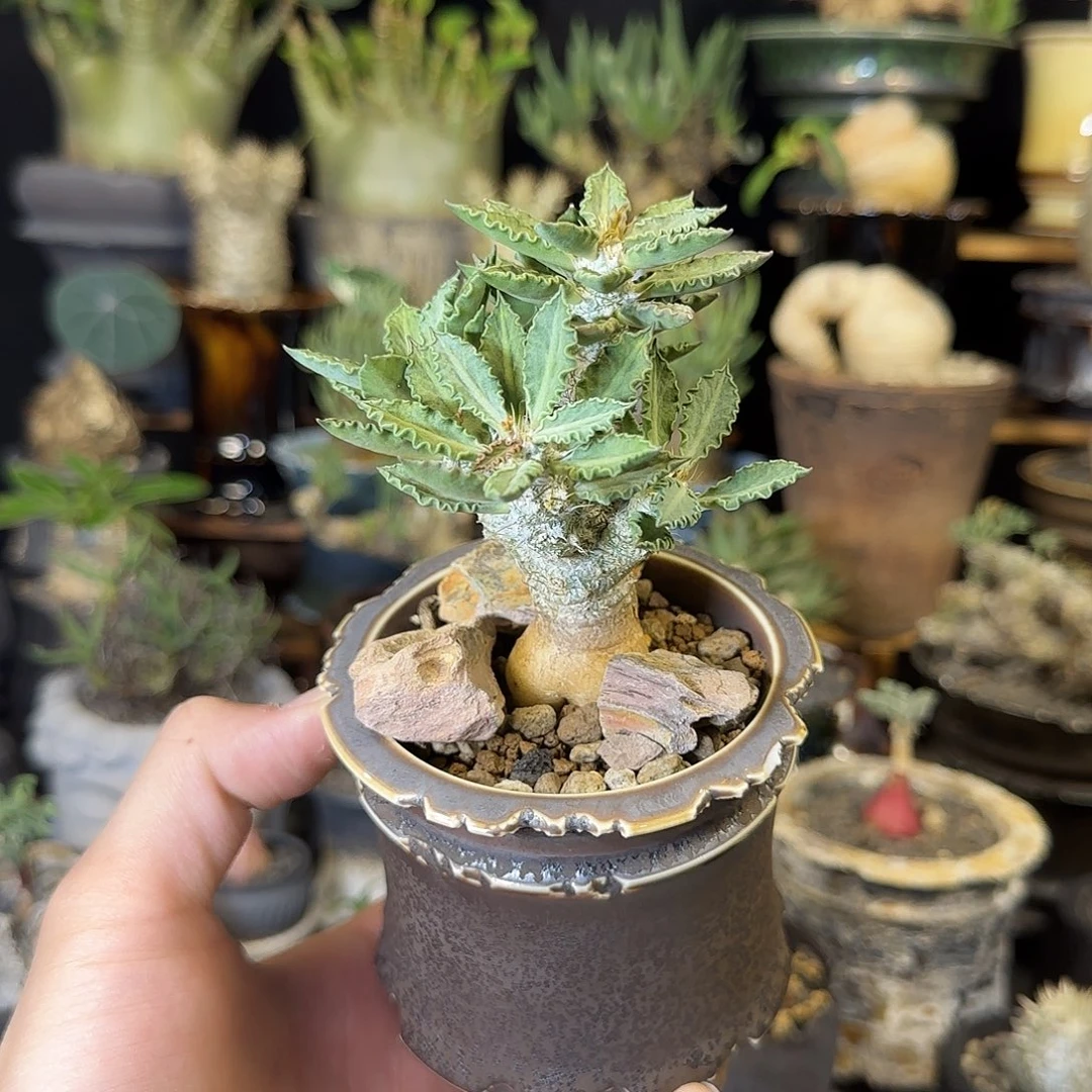 一物一拍图拉大戟230