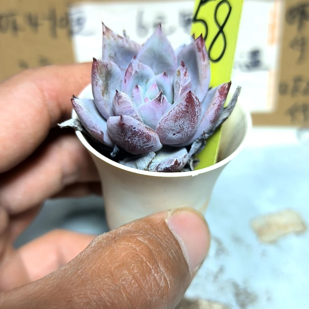 满6元包邮，#58号北极熊