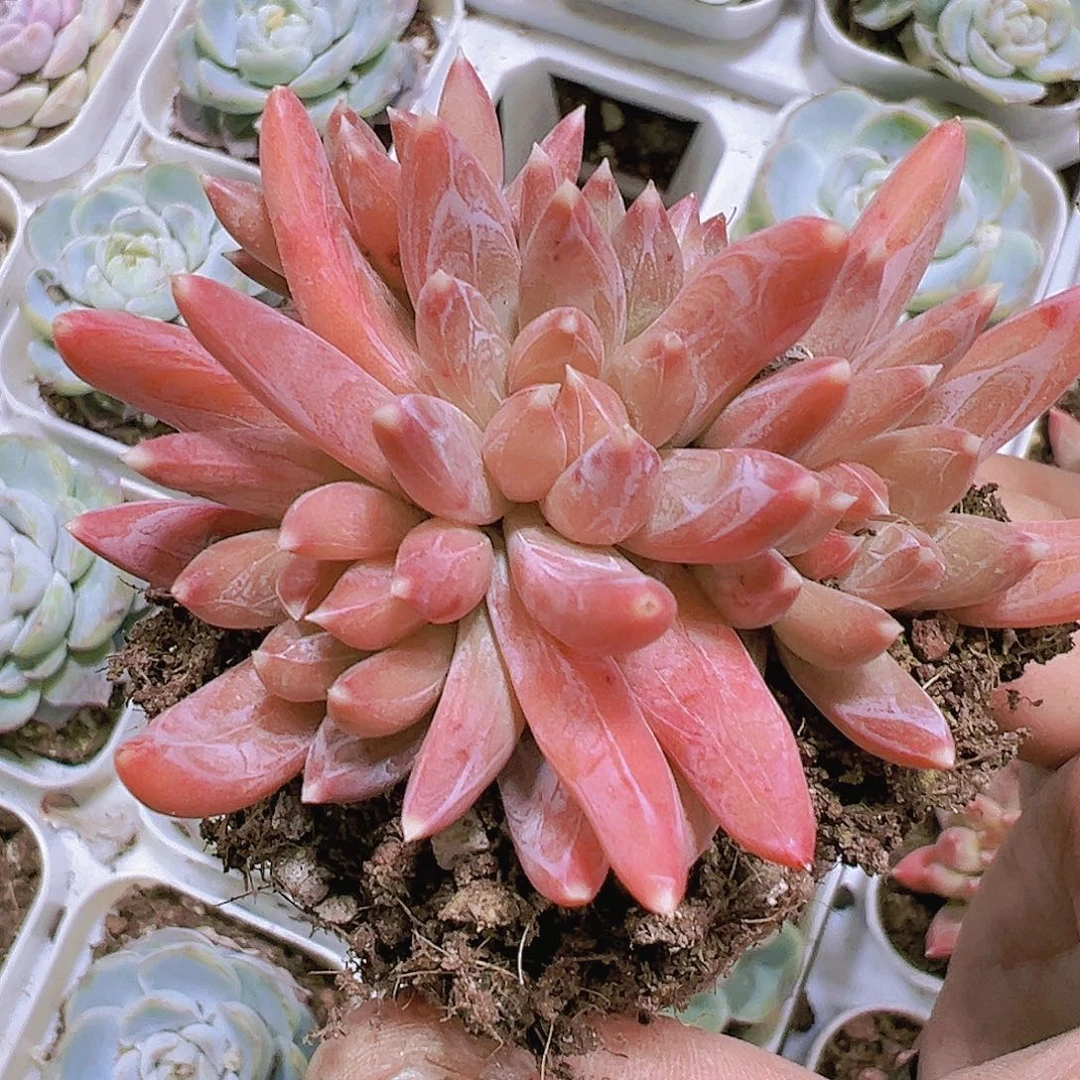 炫彩星带盆带土19包邮