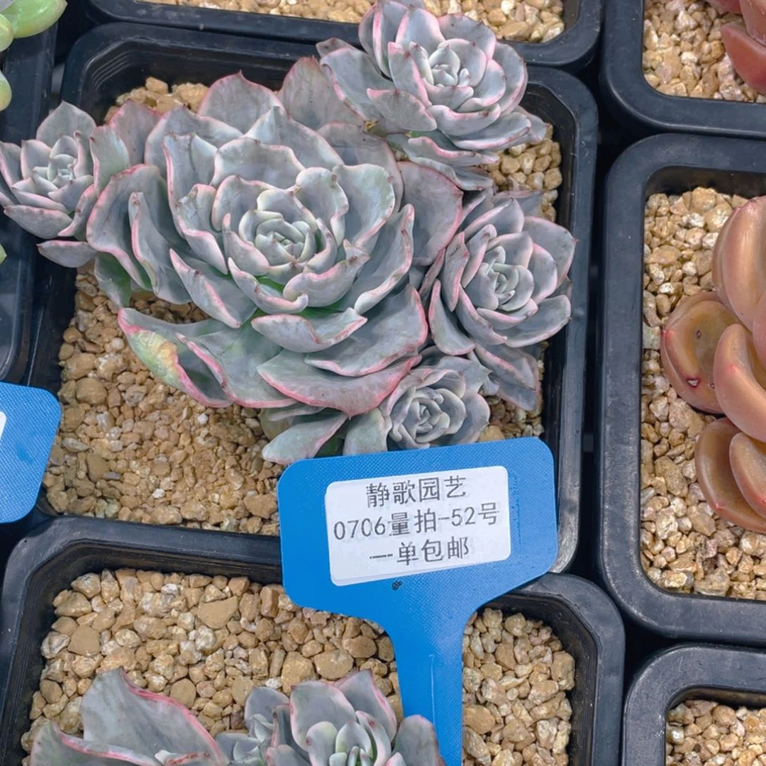 0706-52-奶油黄桃锦福利一颗量拍