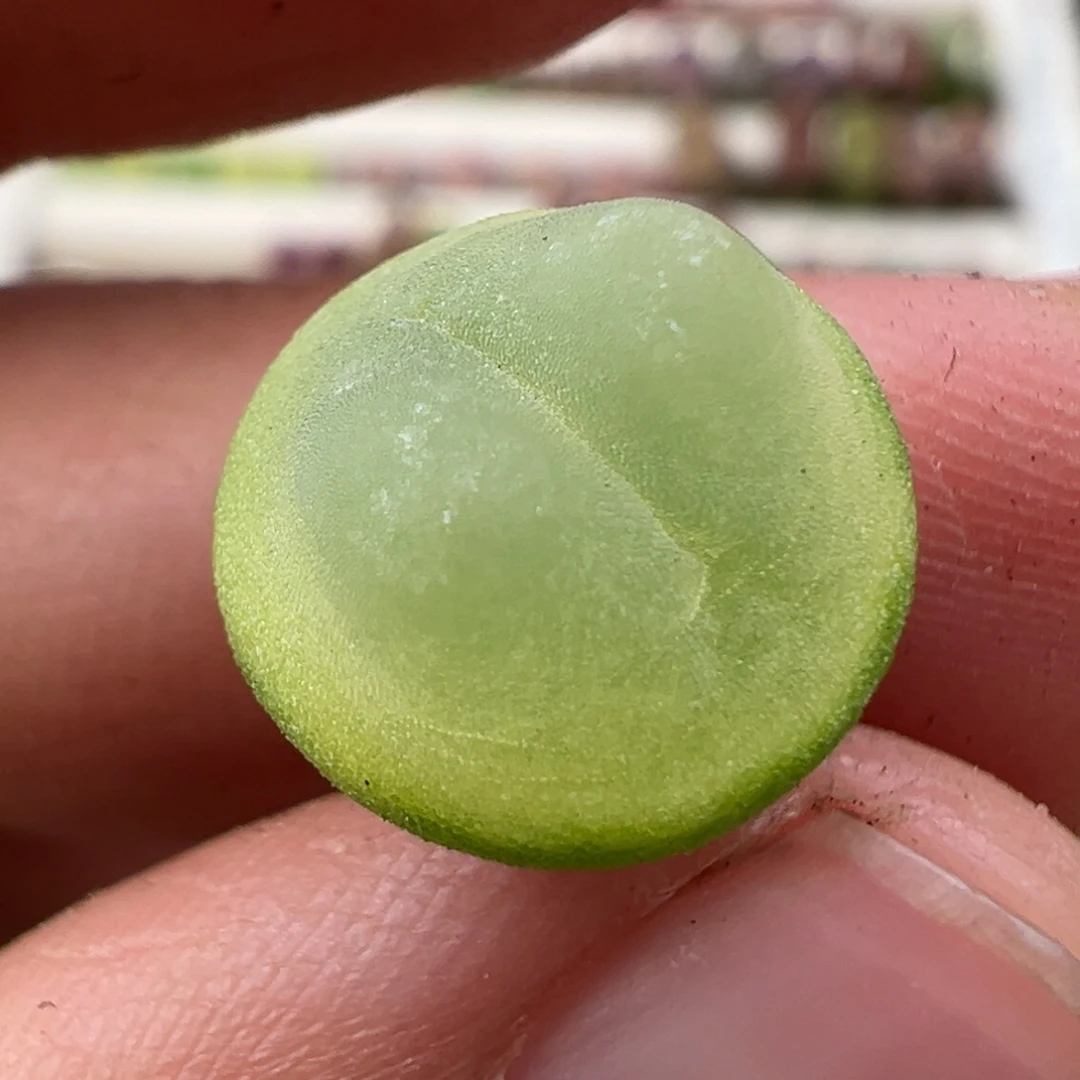 1.3好看的多肉脱土发货236