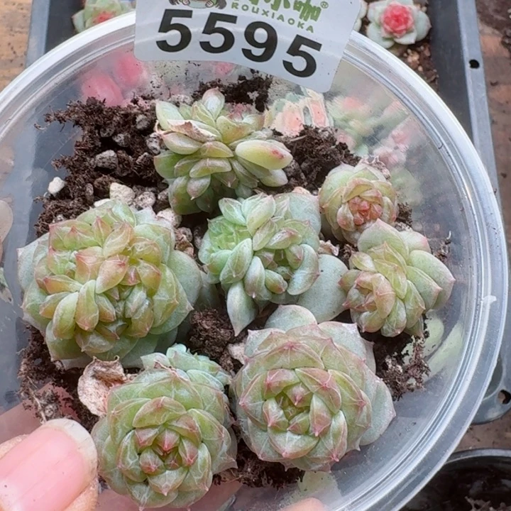 多肉植物多肉植物