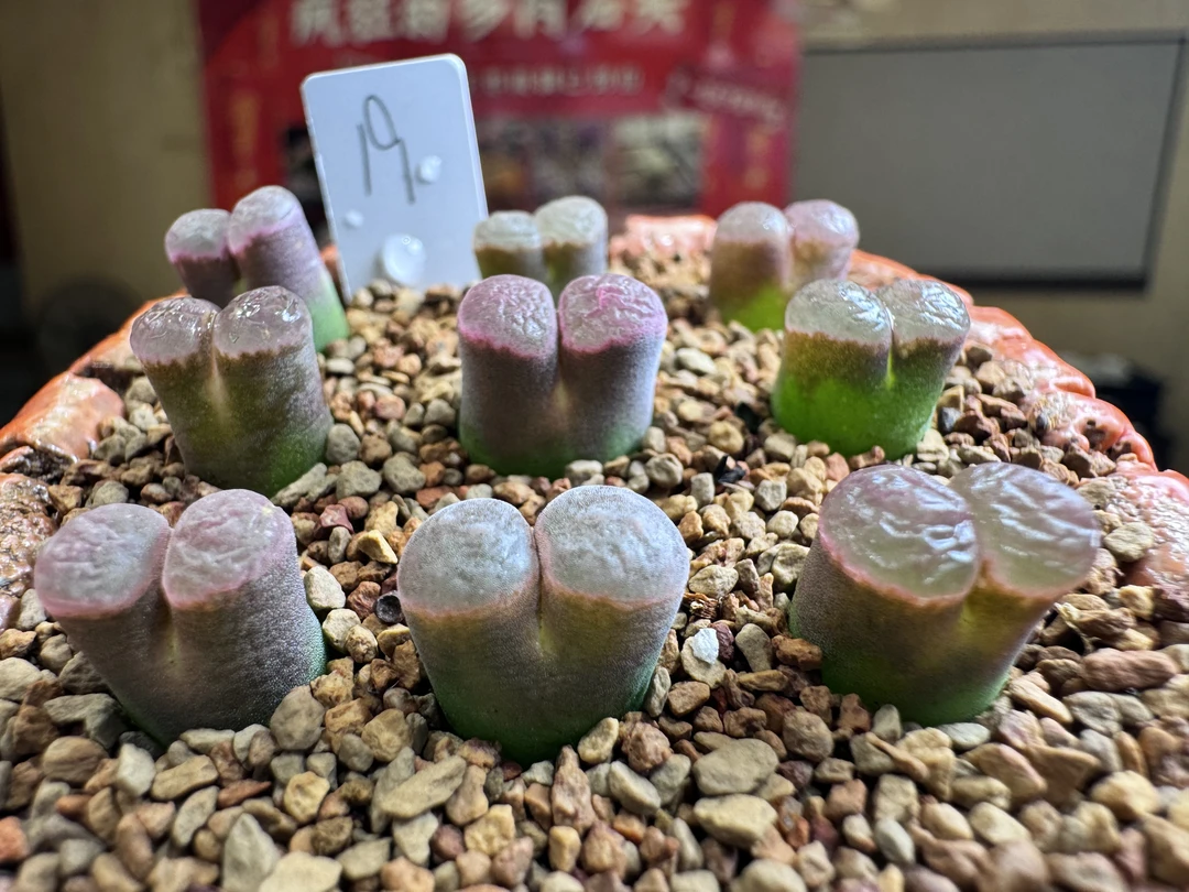 19多肉植物肉锥月光石一颗
