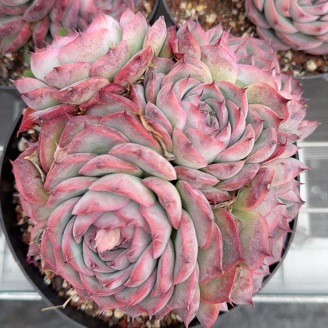 从前慢花园精选侧影