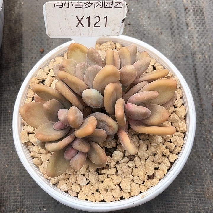 用****4我是第一百个为妖刀应援的阴阳