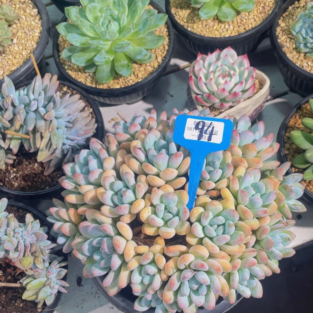 就***星0824-94-香水母本大群生一颗