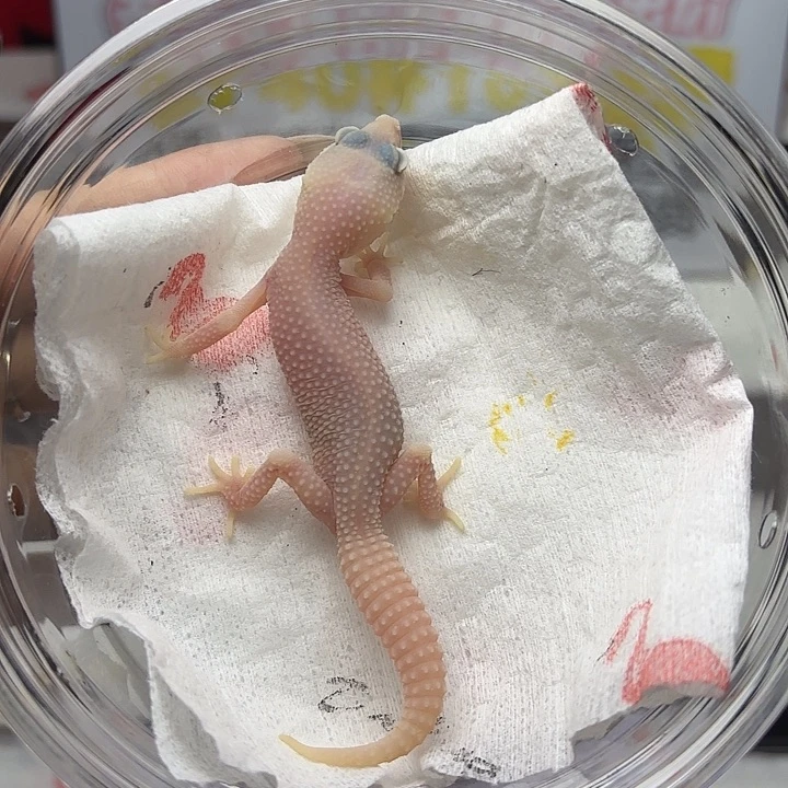 豹纹守宫恶魔白酒 母 V137