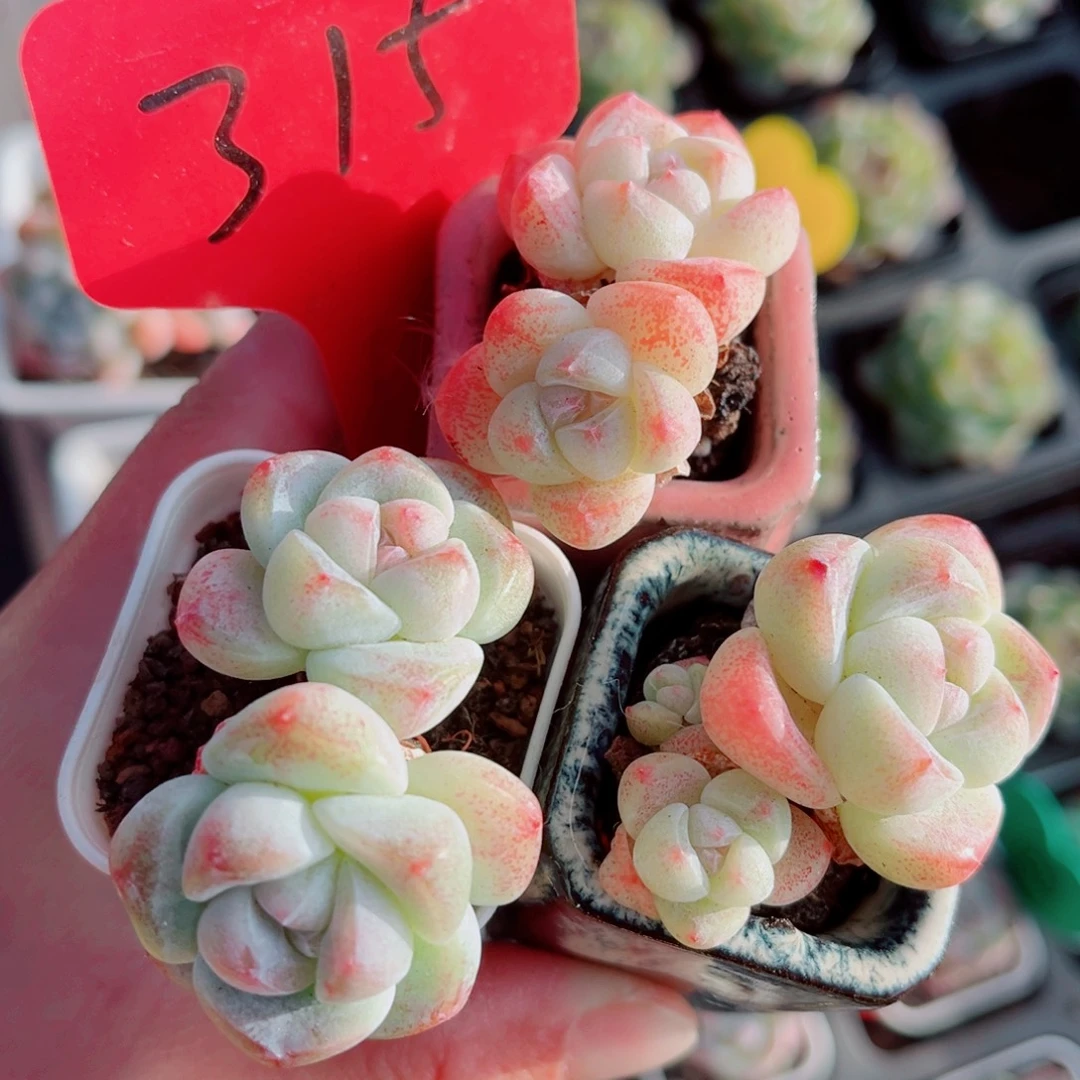 315号小老桩冰玉双头3颗组合
