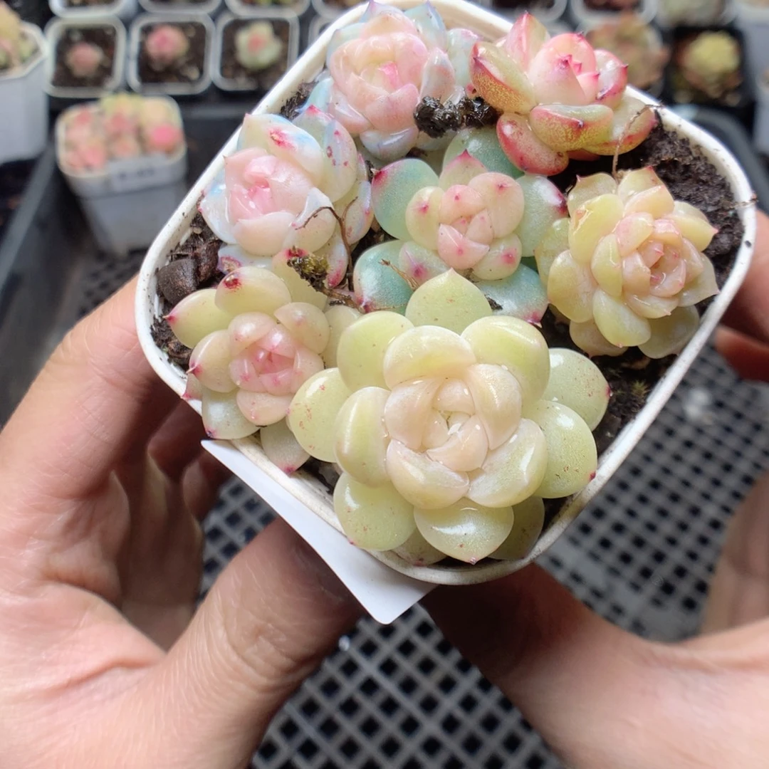 无花朵F44 yyyyyyyy