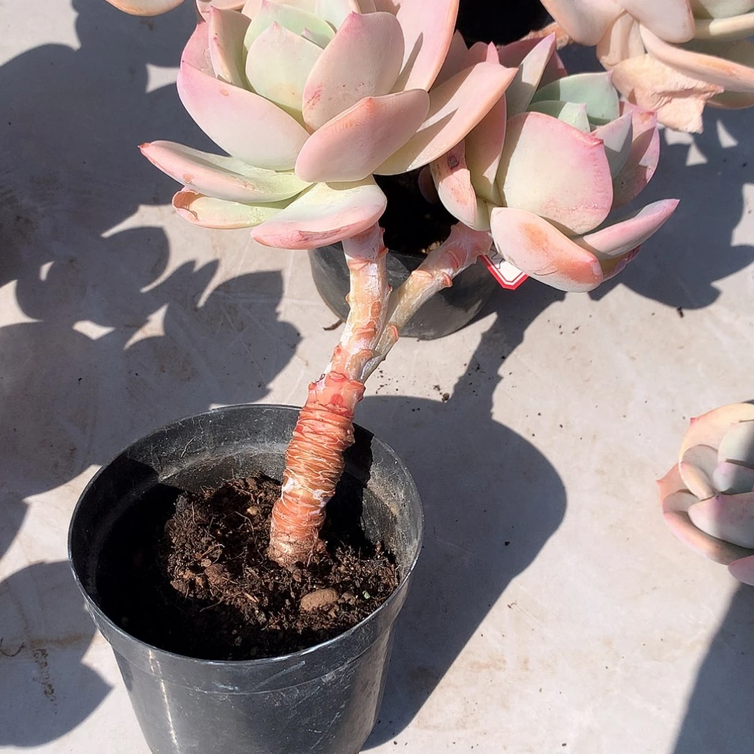 白凤多肉植物一颗