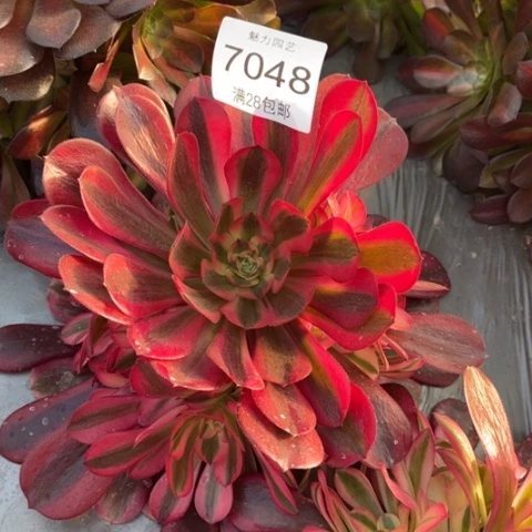 美杜莎多肉多肉7048