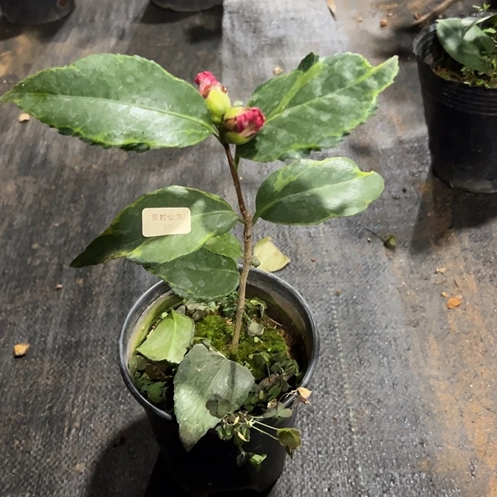 大部分花苞少量开放，贝拉公主随单