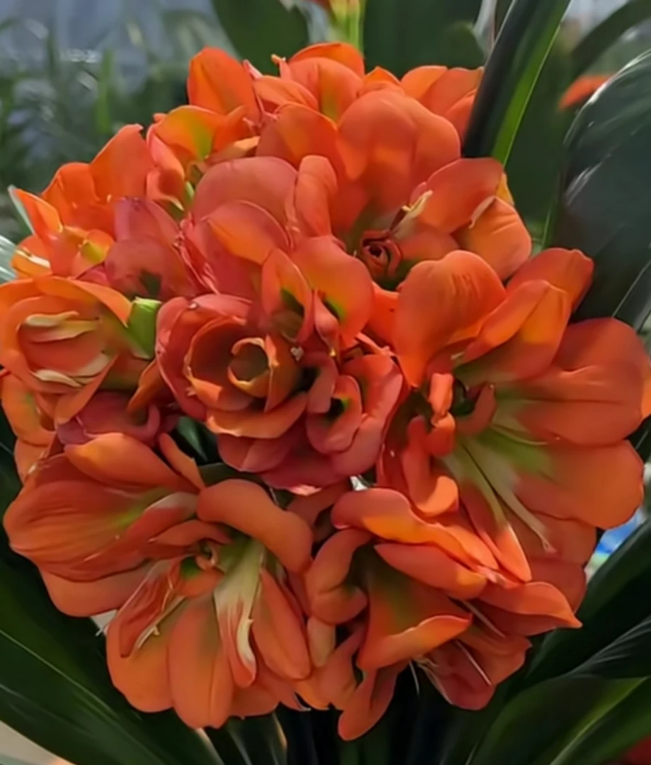 君子兰重瓣绣球   下单不支持退货