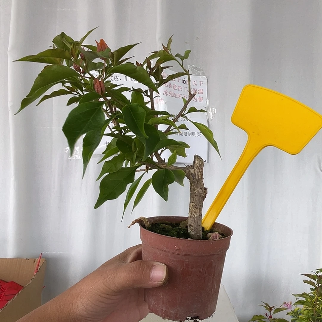 当前无花栽培后可以开花1116掌中宝橙桑巴
