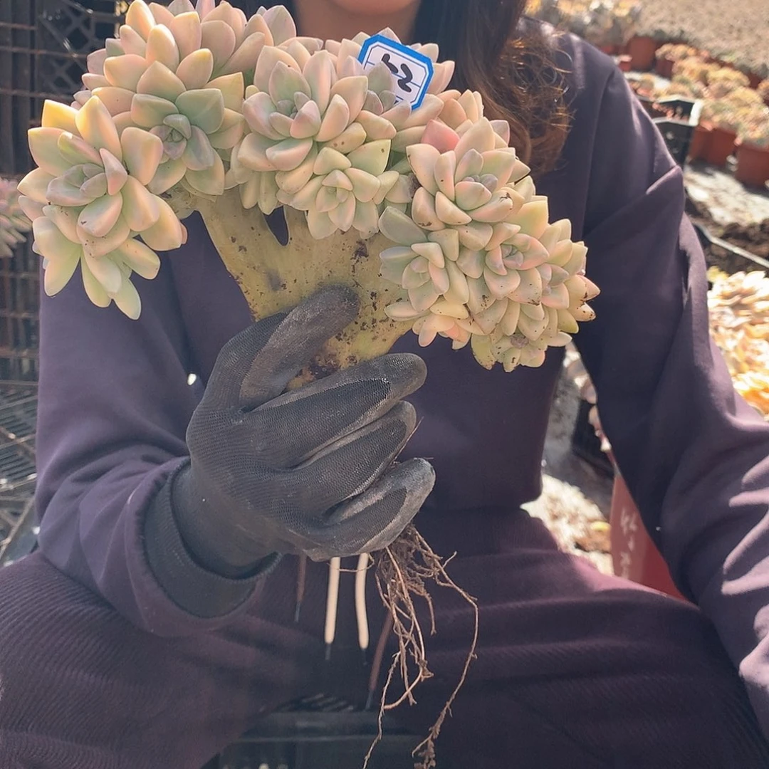 52 淡雪锦缀 一物一拍