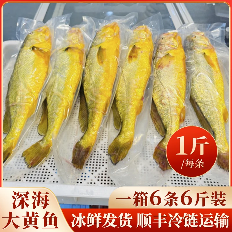 【6条装】整箱6斤黄花鱼现捕现发活冻发货高品质黄鱼顺丰冷链超值