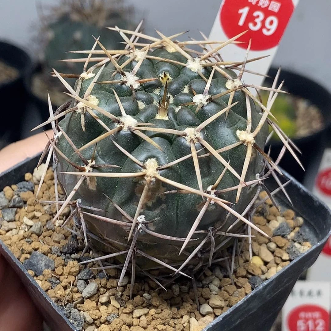 实生有疤强刺九纹龙一颗仙人球