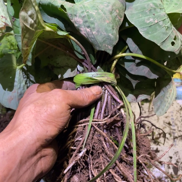 漂***船完全开放不开花植物