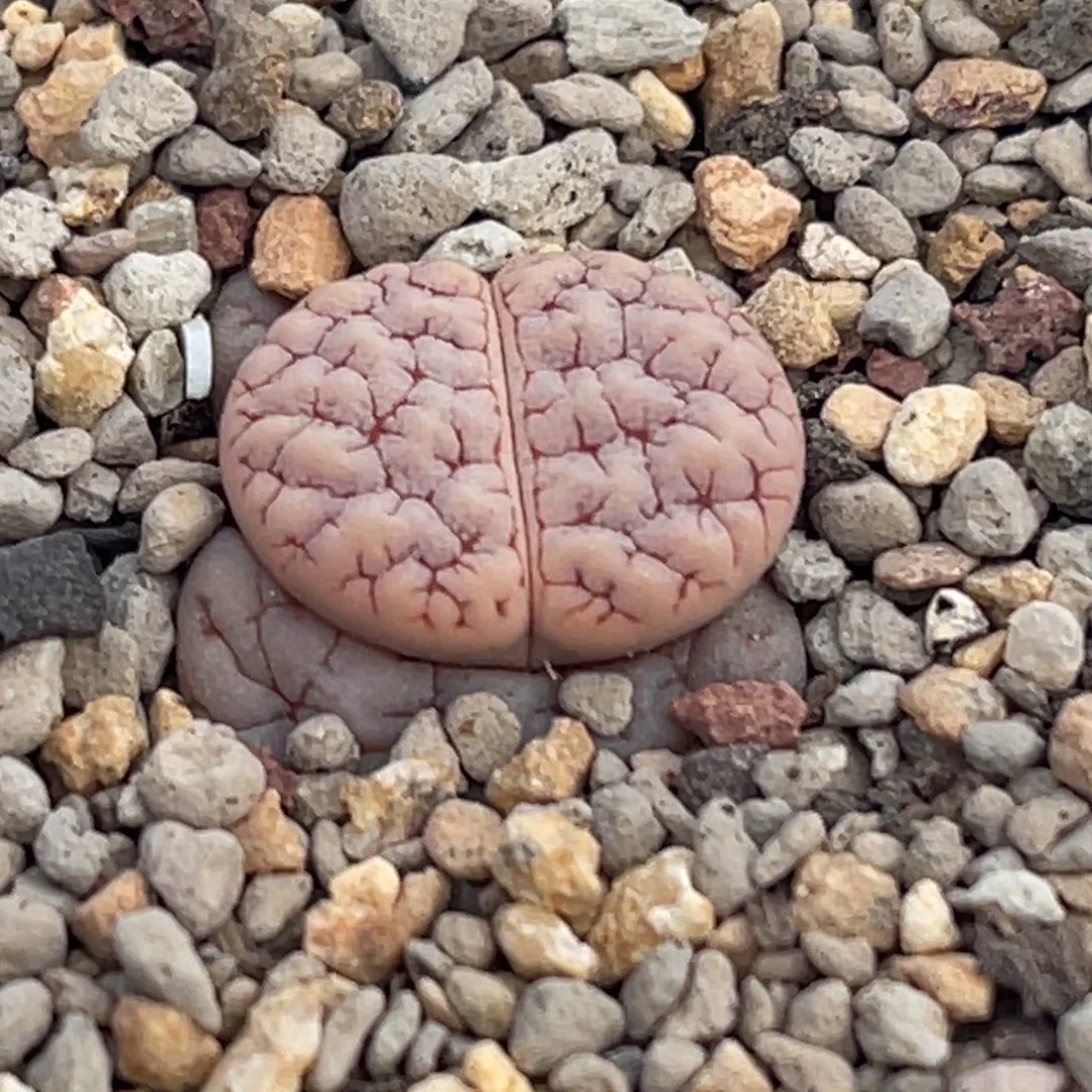 8959粉皮红纹蛙哥189一颗