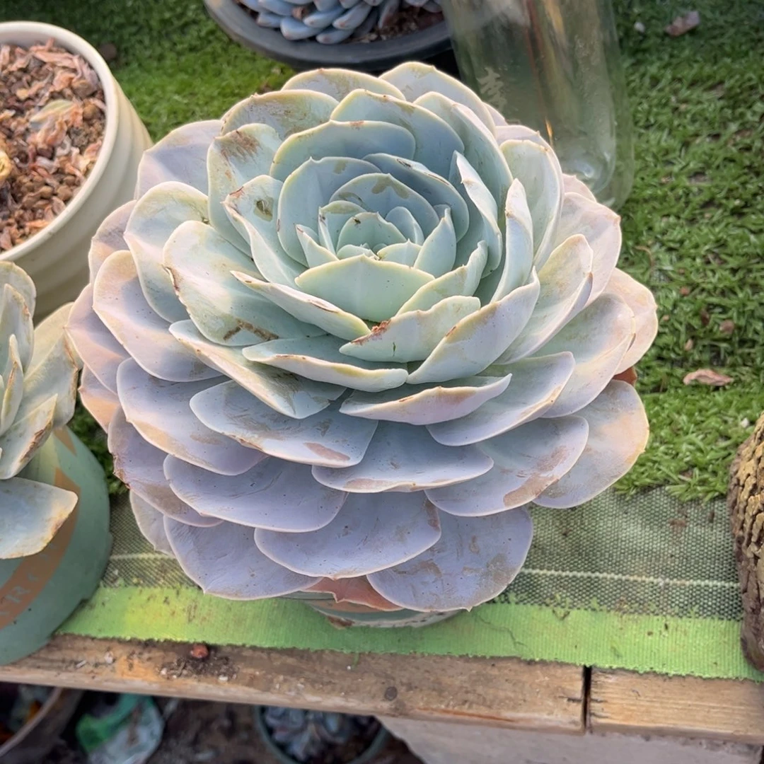 木质老桩大单头圣卡，官服20