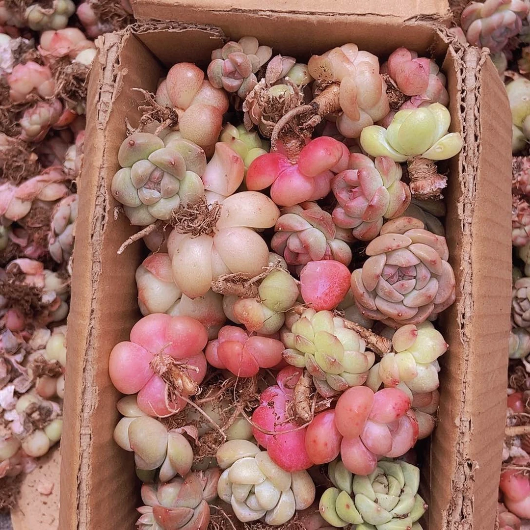 0000000000000002量拍保底50颗