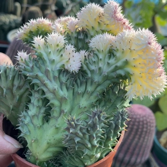 当前无花栽培后可以开花修罗道锦