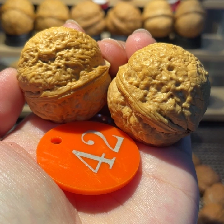 铁核桃粗筋帝王蟾38尺