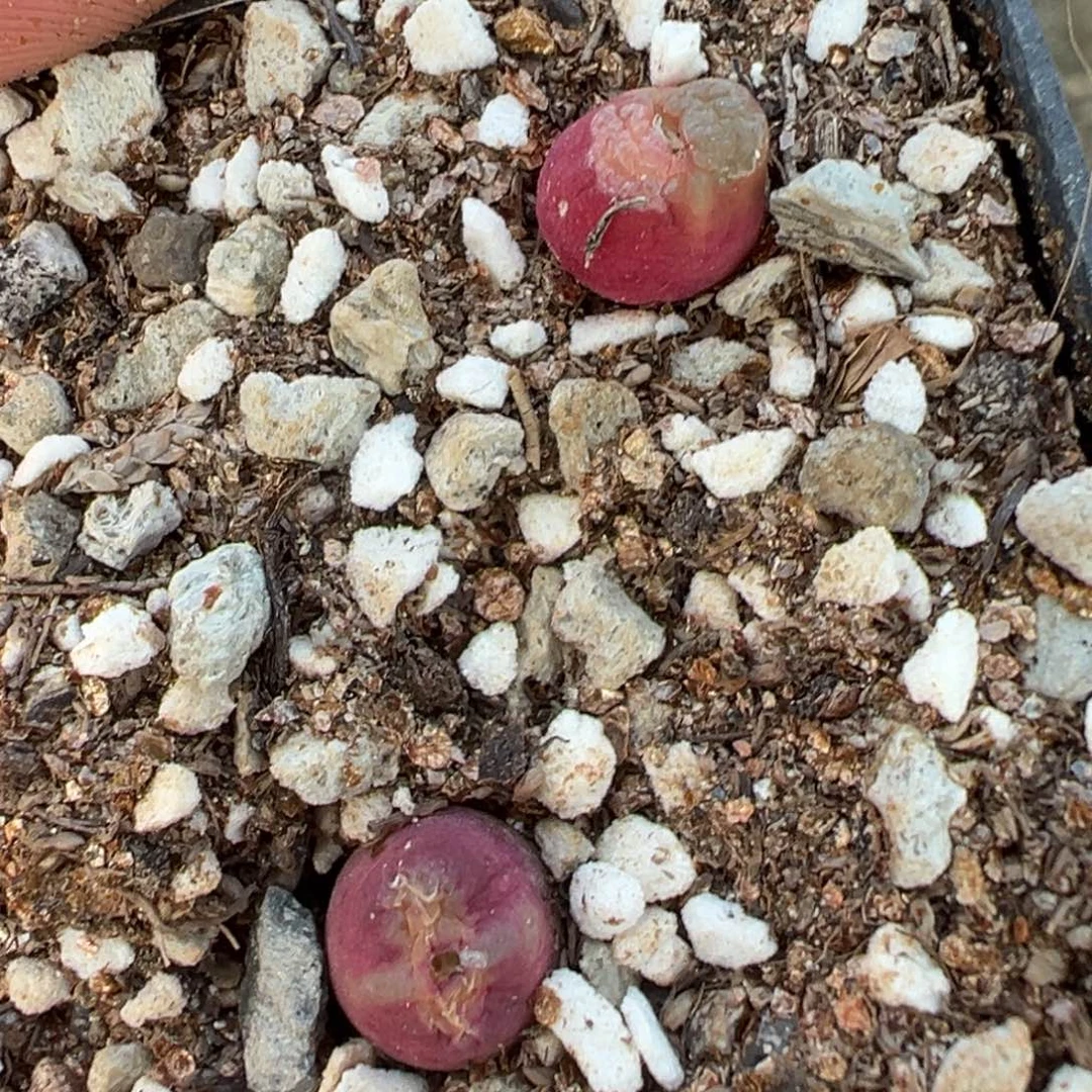 量拍红雪茄肉锥一颗