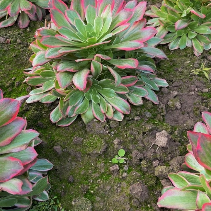 女妖多肉植物捧花的