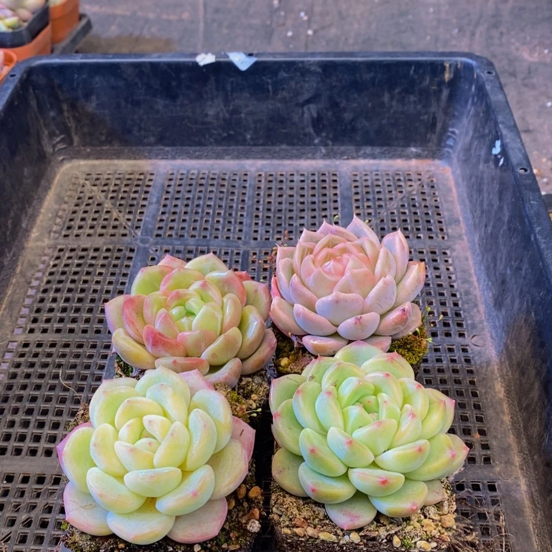 576多肉植物保护研究所所长助理