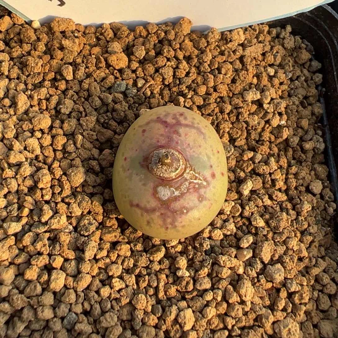 18-39毛杂多肉植物，