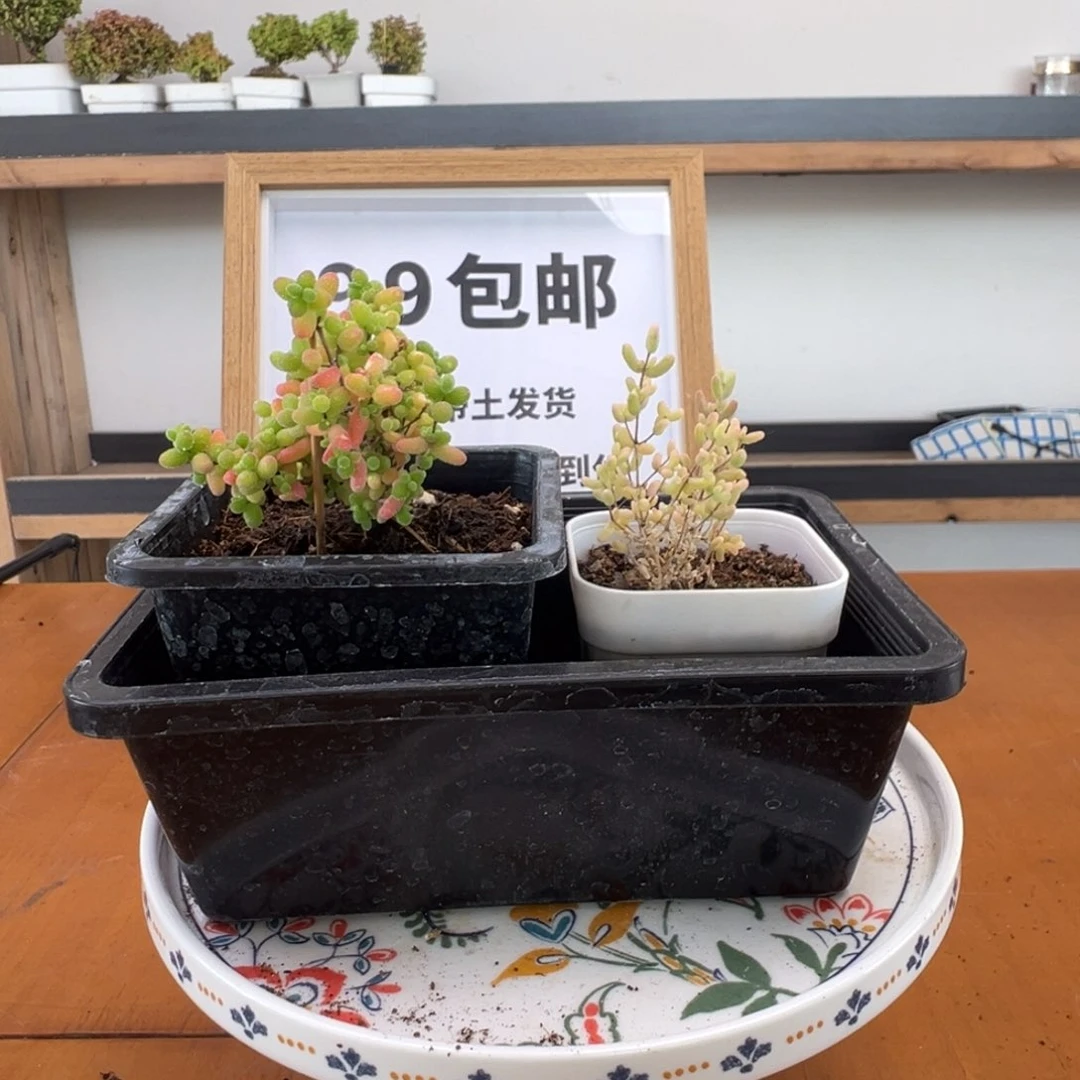 枝干番杏多肉植物275