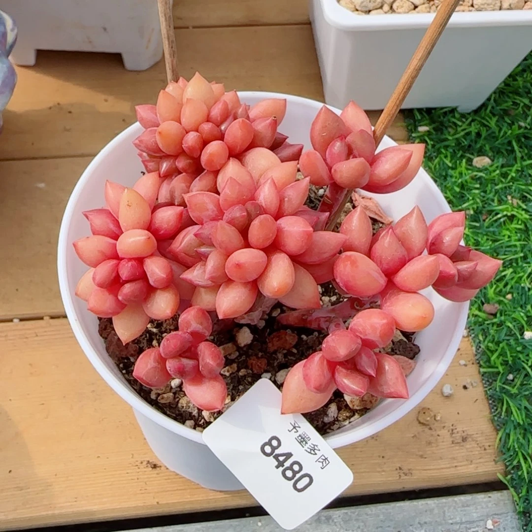 桃花源小树，8480多肉植物