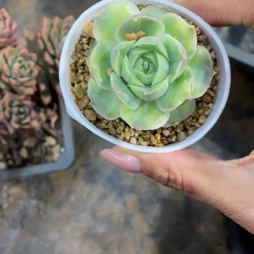 阿***巴虾饺冠幅5 公分一物一拍