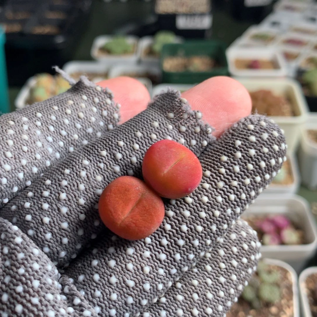 148超级蟠桃两颗