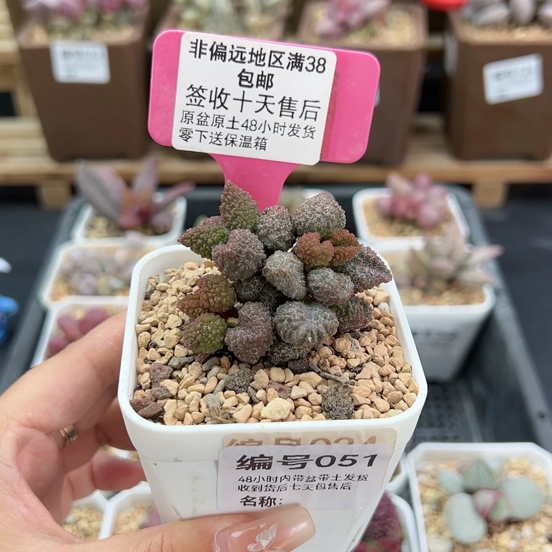 051荔枝皮多肉植物