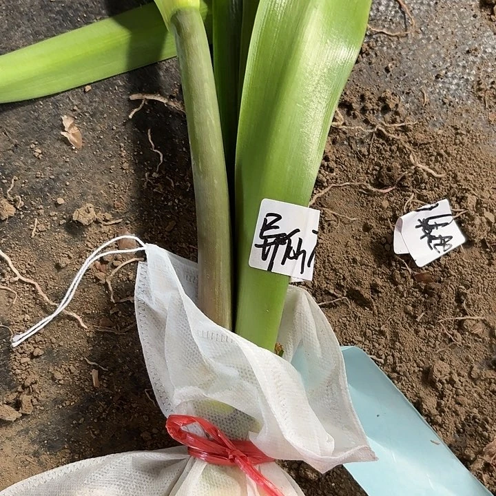 无花朵异域仙女戴花剑包对版