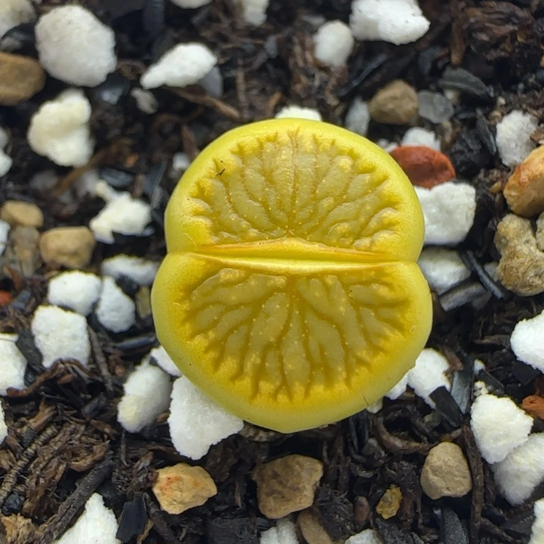 金色星空密纹绿菊大棚直播